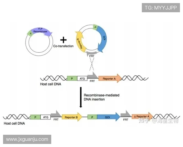 广州极限运动队战术表现的数据分析与策略优化研究
